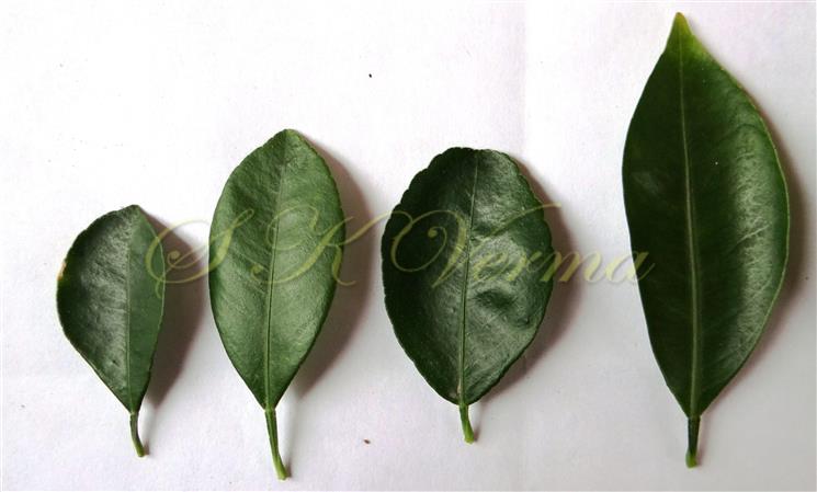  Leaves